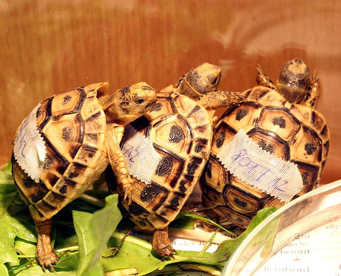 Nordafrikanische Landschildkröten sind schwierig zu Hause zu halten.