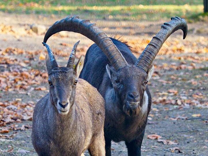 Steinbock "Anton" (r) steht im Saarbrücker Tierpark neben einer Steingeiß. Foto: Ralf Blechschmidt/Archiv