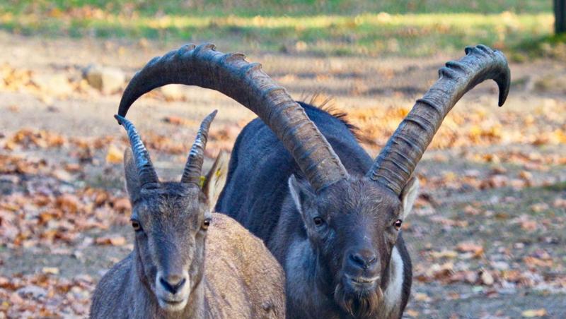 Steinbock "Anton" (r) steht im Saarbrücker Tierpark neben einer Steingeiß. Foto: Ralf Blechschmidt/Archiv Steinbock "Anton" (r) steht im Saarbrücker Tierpark neben einer Steingeiß. Foto: Ralf Blechschmidt/Archiv