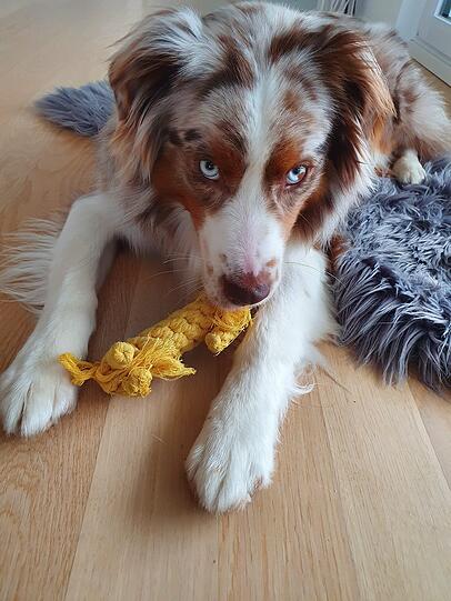 Dobby