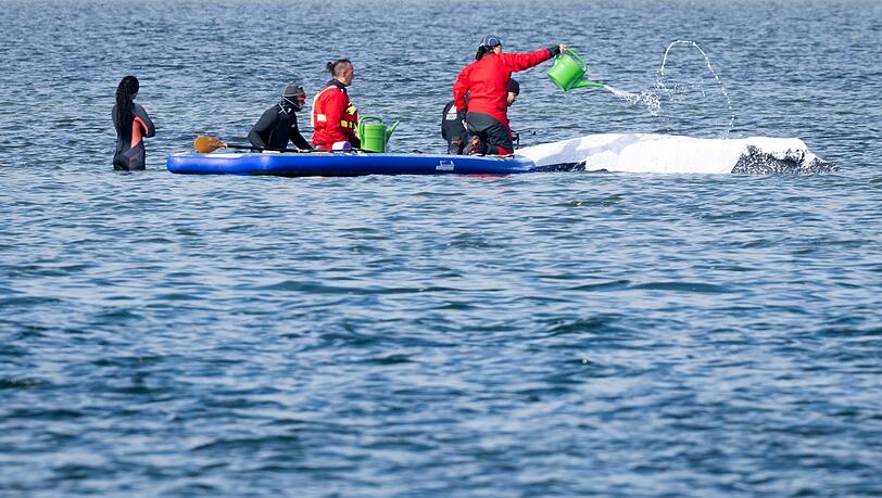Viel Aufsehen um den Wal gibt es nur hierzulande.