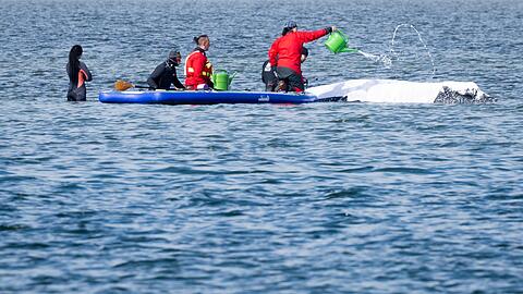 Viel Aufsehen um den Wal gibt es nur hierzulande.