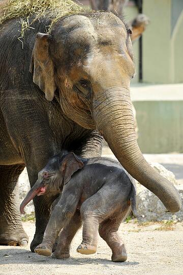 Eine erster Ausflug ins Freie: Das Baby von Elefantenkuh Temi durfte im Teirpark Hellabrunn erstmals das Außengehege erkunden.