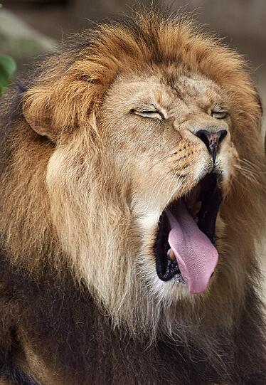 Die am 19. April geborenen Löwenbabies erkunden im Zoo in Neuwied (Rheinland-Pfalz) mit Vater Schröder ihr Gehege. Auf der ganzen Welt gibt es nach Angaben von Zoodirektor Mirko Thiel nur noch rund 100 wohl nicht mehr völlig reinrassige Berberlöwen