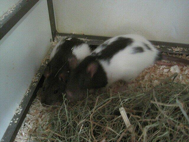 Hanni und Nanni leben jetzt im Tierheim. Ihr Besitzer hatte sie in eine Kiste gesetzt und in ein Schließfach gesperrt.
