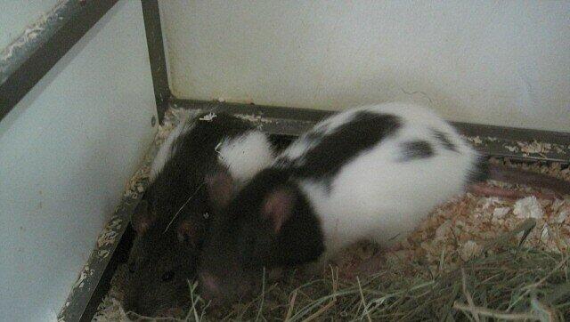 Hanni und Nanni leben jetzt im Tierheim. Ihr Besitzer hatte sie in eine Kiste gesetzt und in ein Schließfach gesperrt. Hanni und Nanni leben jetzt im Tierheim. Ihr Besitzer hatte sie in eine Kiste gesetzt und in ein Schließfach gesperrt.