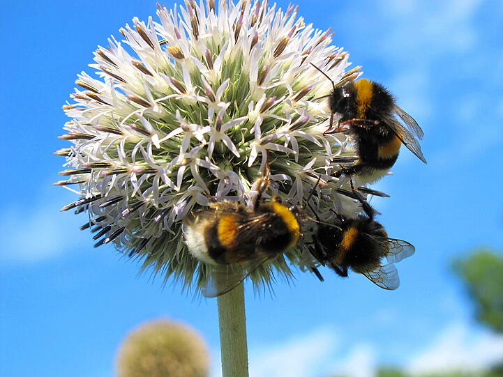 Impressionen aus dem sonnigen Alten Botanischen Garten.