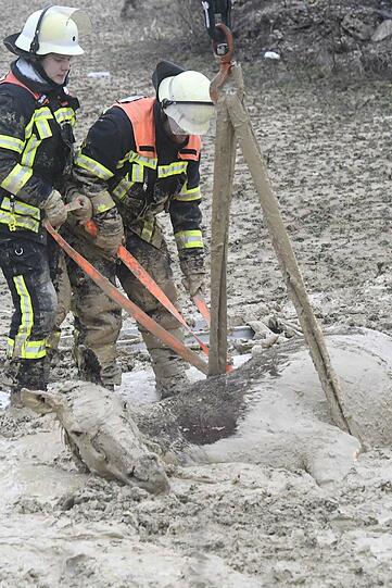 Die Feuerwehr Taufkirchen hat am Sonntag einen ungewöhnlichen Einsatz souverän erledigt: Das im Matsch versunkene Pferd wurde unversehrt gerettet.