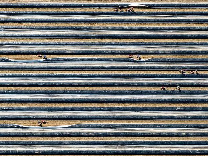 Erntehelfer stechen auf einem mit Folien abgedeckten Feld Spargel. Foto: Armin Weigel/dpa