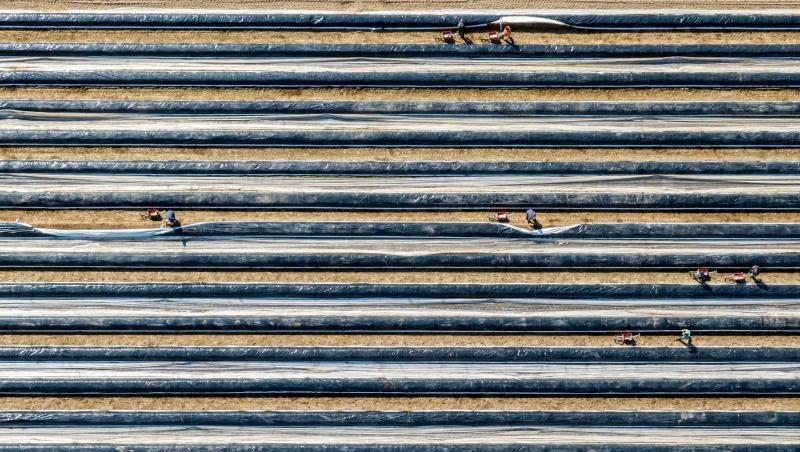 Erntehelfer stechen auf einem mit Folien abgedeckten Feld Spargel. Foto: Armin Weigel/dpa Erntehelfer stechen auf einem mit Folien abgedeckten Feld Spargel. Foto: Armin Weigel/dpa