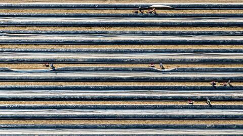 Erntehelfer stechen auf einem mit Folien abgedeckten Feld Spargel. Foto: Armin Weigel/dpa