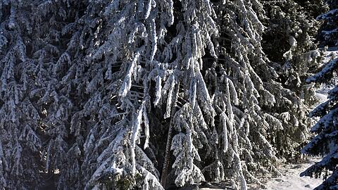 Die niedrigen Temperaturen samt Schneefall im Allgäu ließen zuletzt einen frühen Start in die Skisaison zu. (Archivbild)
