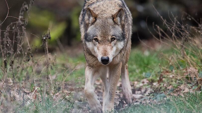 Im Visier von Jägern und Viehhaltern: der Wolf.