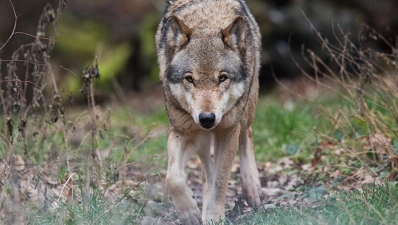 Im Visier von Jägern und Viehhaltern: der Wolf. Im Visier von Jägern und Viehhaltern: der Wolf.