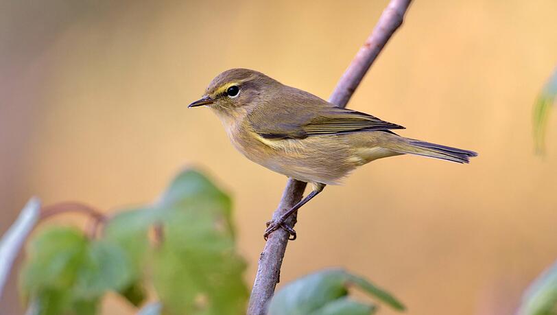 Ein Zilpzalp, Zilp Zalp oder auch Weidenlaubsänger (Phylloscopus collybita) sitzt auf einem Zweig. Ein Zilpzalp, Zilp Zalp oder auch Weidenlaubsänger (Phylloscopus collybita) sitzt auf einem Zweig.