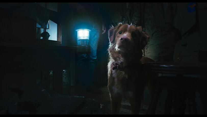 Eine US-Produktion mit einem Hund als Filmhelden in "Good Boy".  Aus dessen Blickwinkel  ist der sanfte Gruselfilm von Ben Leonberg erzählt