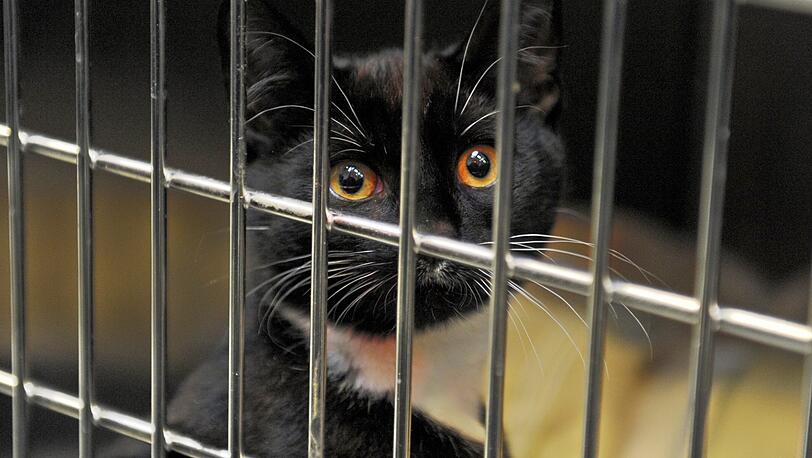 Schwarze Katzen bleiben durchschnittlich länger im Tierheim - aber warum?