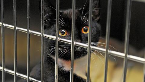 Schwarze Katzen bleiben durchschnittlich länger im Tierheim - aber warum?