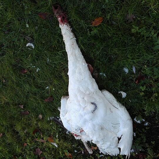 Der tote Schwan im Gras.