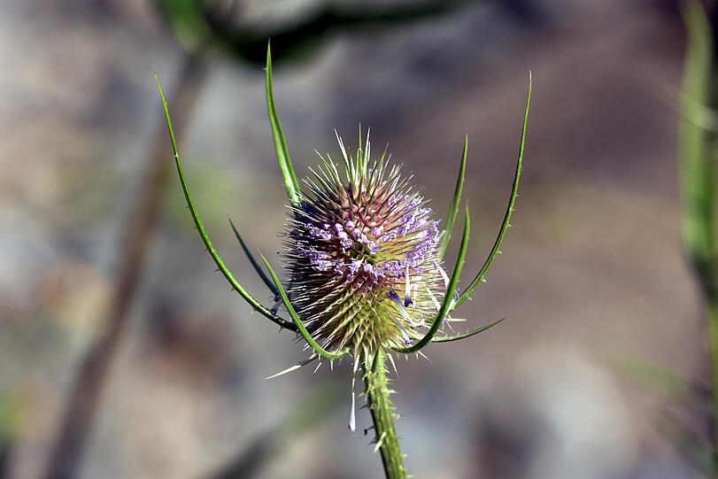 Distel? Wilde Karde!