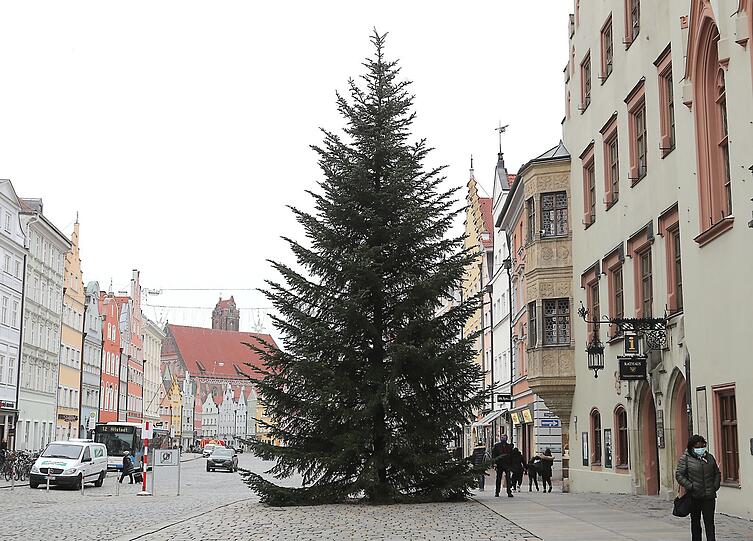 Die Tanne an ihrem Bestimmungsort direkt vorm Rathaus.
