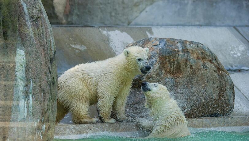 Die niedlichen Eisbärbabys hatten sicher ihren Anteil an den Rekordzahlen. Die niedlichen Eisbärbabys hatten sicher ihren Anteil an den Rekordzahlen.