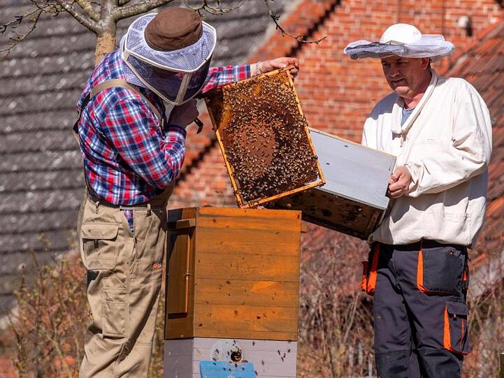 Zwei Imker kontrollieren einen Bienenstock. Foto: Jens Büttner/dpa-Zentralbild/dpa/Symbolbild