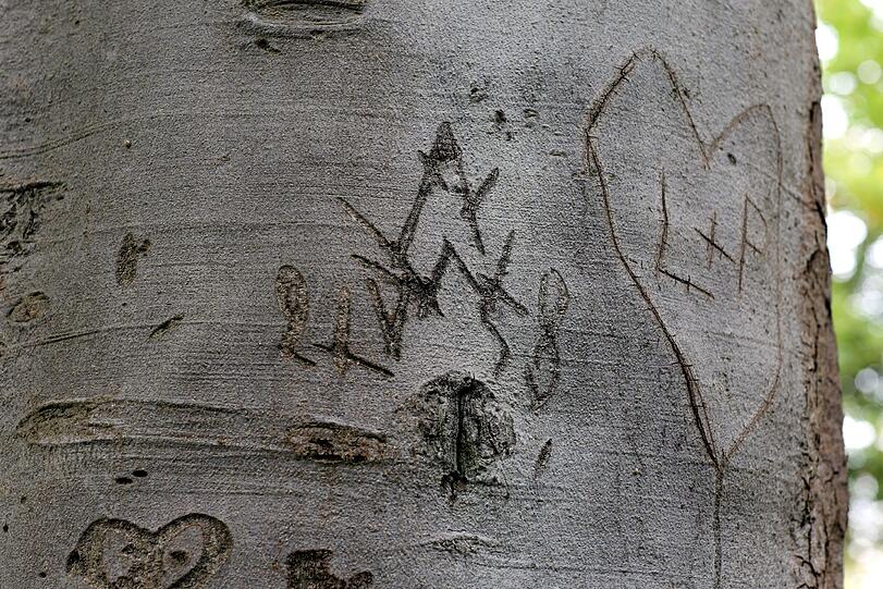 Vor den Schlössern wurden die Liebesbotschaften meist in den Baum geritzt.