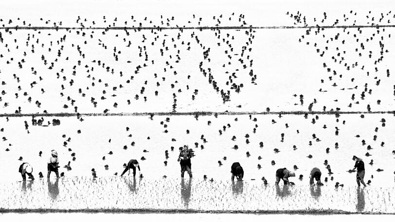 "Women Rice Farmers" in der Kategorie People.