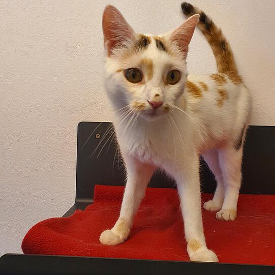 Die Europäisch-Kurzhaar-Katze Cici (3) ist energiegeladen und charmant – ideal für Familien. Da sie mit Artgenossen unverträglich ist, sucht sie ein Zuhause als Einzelprinzessin. Wichtig ist außerdem, dass sie Freigang hat und täglich ihre Augentropfen bekommt