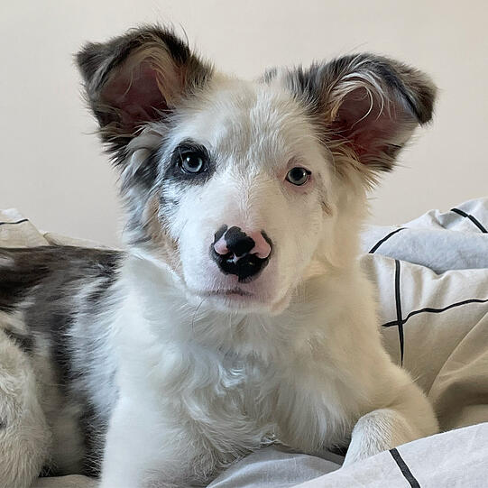 Milli