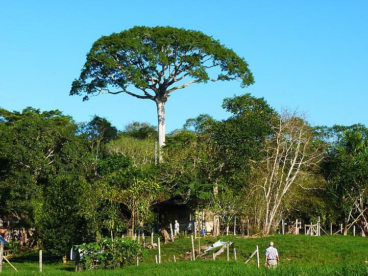 Die biologische Forschungsstation Panguana mit ihrem Wahrzeichen, dem Lupuna-Baum.