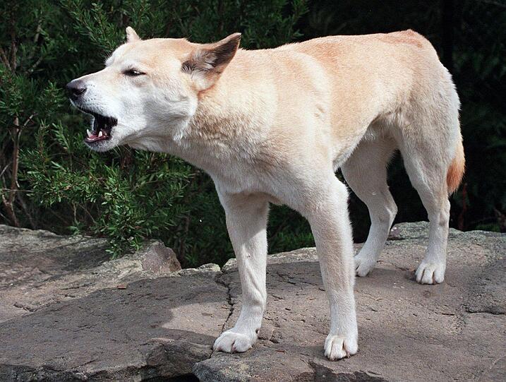 Jetzt hat ein Gericht entschieden: Ein Dingo hat das Baby verschleppt.