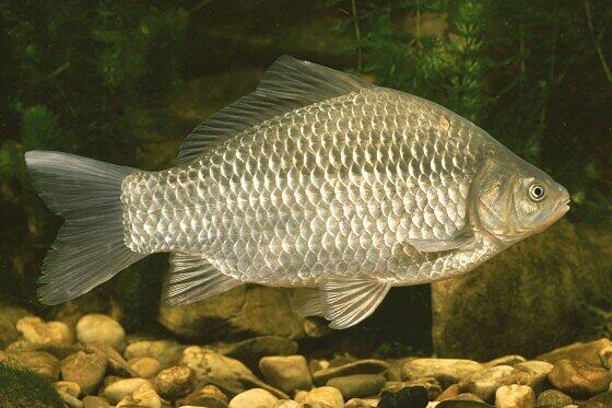 Er fühlt sich wohl im Sendlinger Loch: der Giebel, die Urform des Goldfischs.