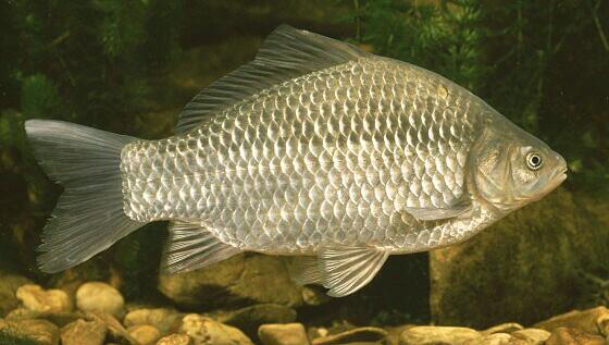 Er fühlt sich wohl im Sendlinger Loch: der Giebel, die Urform des Goldfischs.