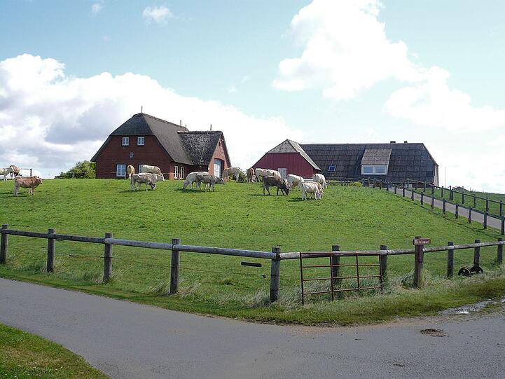 Idylle auf Langeness