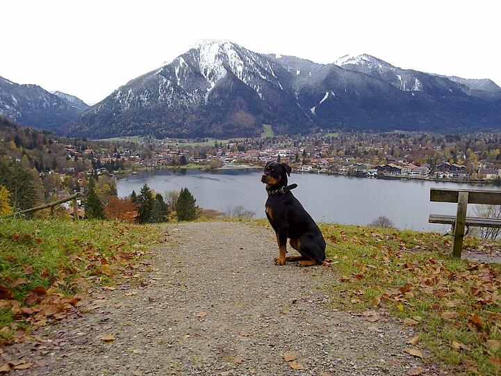 Rottweilerhündin "Mona".