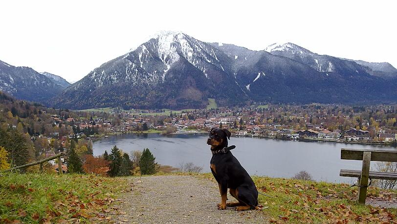 Rottweilerhündin "Mona". Rottweilerhündin "Mona".