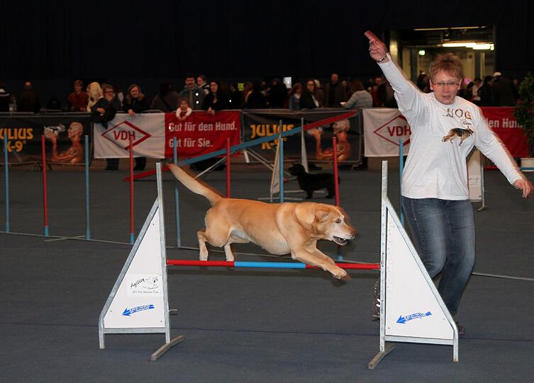 Balancieren, kein Problem für einen Retriever.