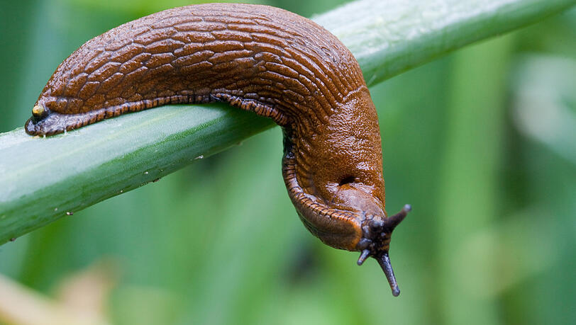 Eine Spanische Wegschnecke (Arion lusitanicus), auch Nacktschnecke genannt.