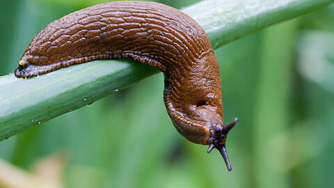 Eine Spanische Wegschnecke (Arion lusitanicus), auch Nacktschnecke genannt.