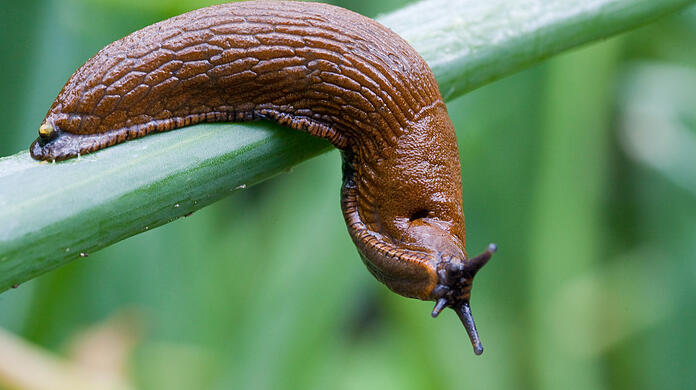 Eine Spanische Wegschnecke (Arion lusitanicus), auch Nacktschnecke genannt.