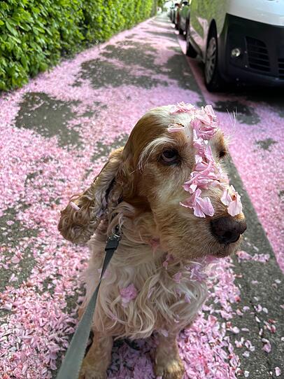 Seit zehn Jahren wandert mein treuer Hund Nelson an meiner Seite - wie ein stiller Frühling, der nie vergeht. Er bringt Farbe in mein Leben, wie die ersten Blüten nach langem Winter. Und selbst wenn Sorgen wie dunkle Wolken ziehen - sein Blick sagt mir: Auch morgen wird es wieder hell.