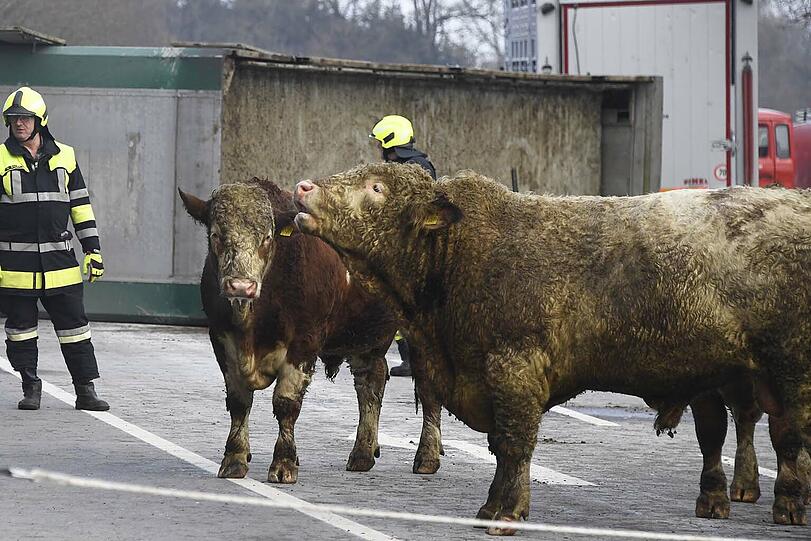 Zehn Rinder haben am Montagnachmittag die Einsatzkräfte auf Trab gehalten: Sie waren bei einem Unfall ausgebüxt und weigerten sich beharrlich wieder in den Anhänger zu klettern.