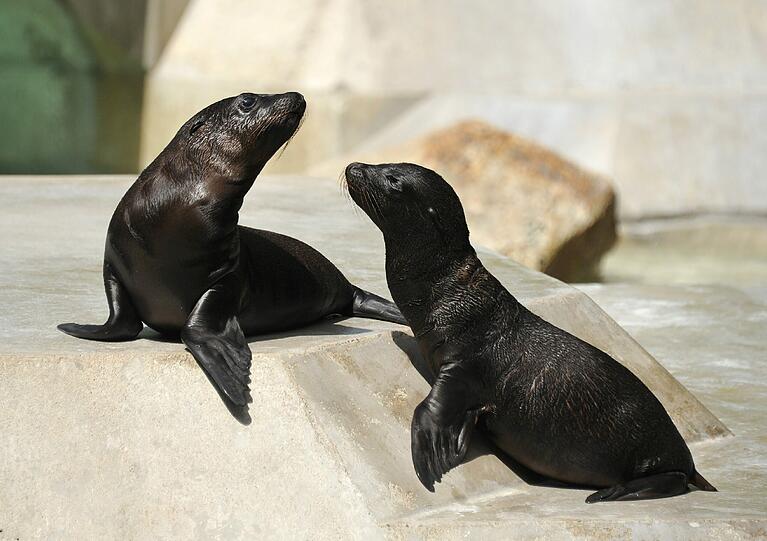 Die Baby-Seelöwen genießen die Sonne im Tierpark. Sie sind diesen Juni auf die Welt gekommen.