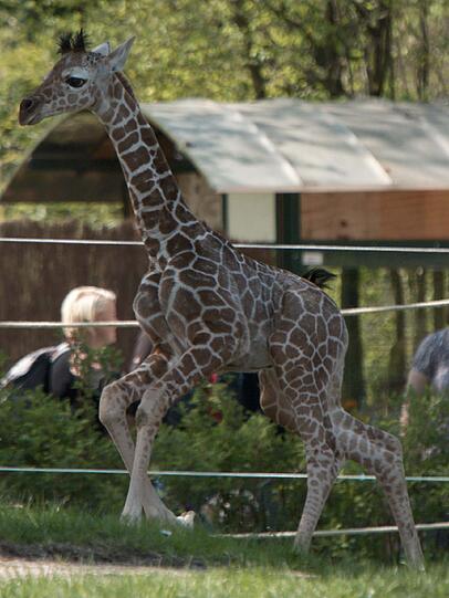 Ein zuckersüßes Giraffenbaby wartet im Tierpark Hellabrunn auf Besucher. Zwei Wochen ist es gerade alt. Hier gibt's schon mal die nettesten Fotos von dem putzigem Tierchen.