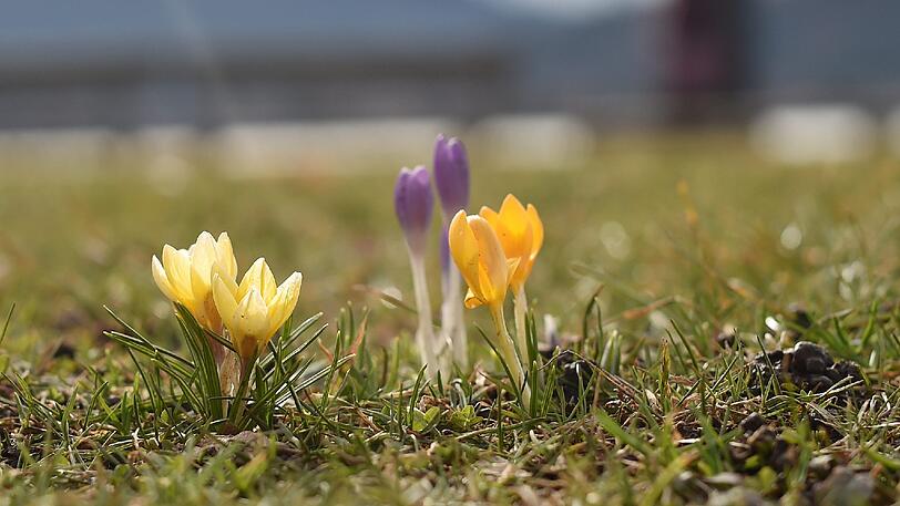 Frühlingsvorboten - an manchen Stellen sprießen schon die Krokusse aus dem Boden.