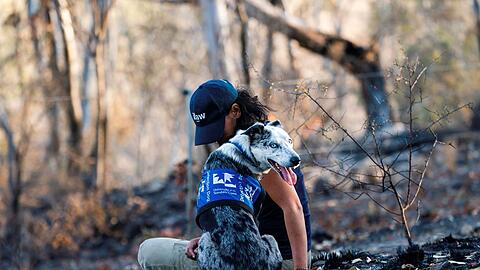 Einst galt er als Problemhund - dann fand der energiegeladene Bear seine Lebensaufgabe in den australischen W&auml;ldern. (Archivbild)