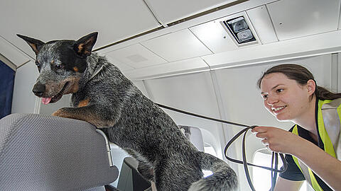 Der Australische Cattle Dog "Jack" klettert bei der Suche nach Bettwanzenüber die Sitzreihen einer Boeing 747. Der Frankfurter Flughafenbetreiber Fraport unterhält eine Hundestaffel, die auf Bettwanzen spezialisiert ist. Foto: Alexander Heinl