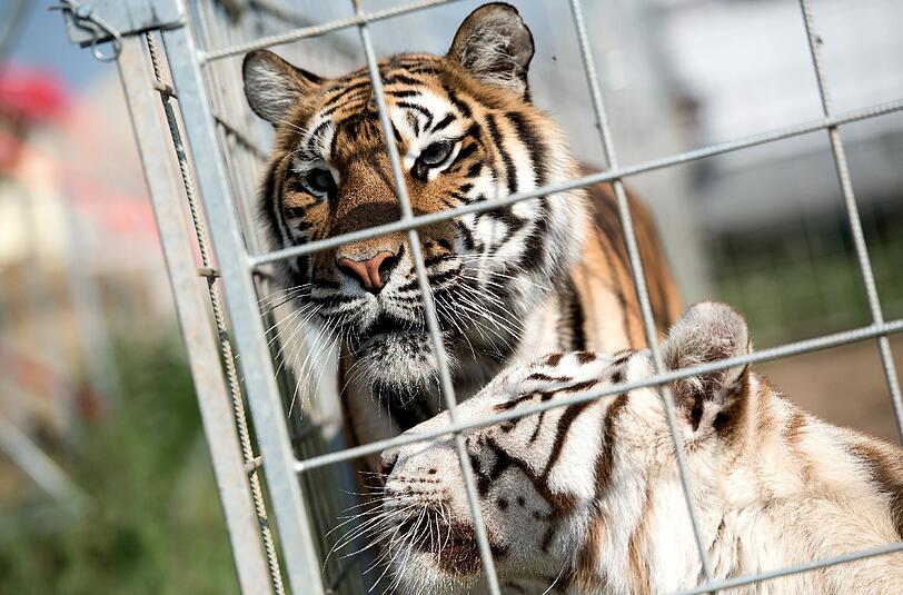 Tiger im Käfig eines Zirkus. Nach Angaben von Tierschützern reisen rund 140 Zirkusse mit Wildtieren durch Deutschland. Foto: Sven Hoppe